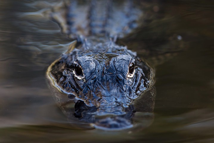 Alligator Alligator mississippiensis American Alligator